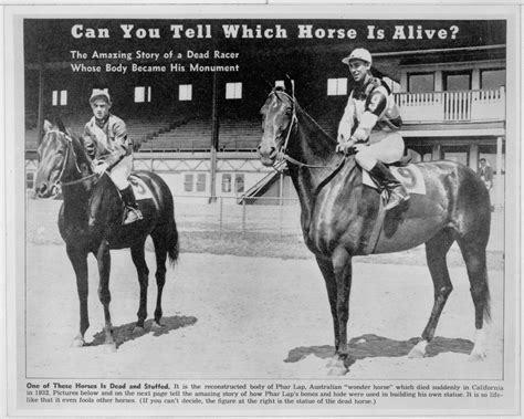 phar lap height in hands|Phar Lap's Hide .